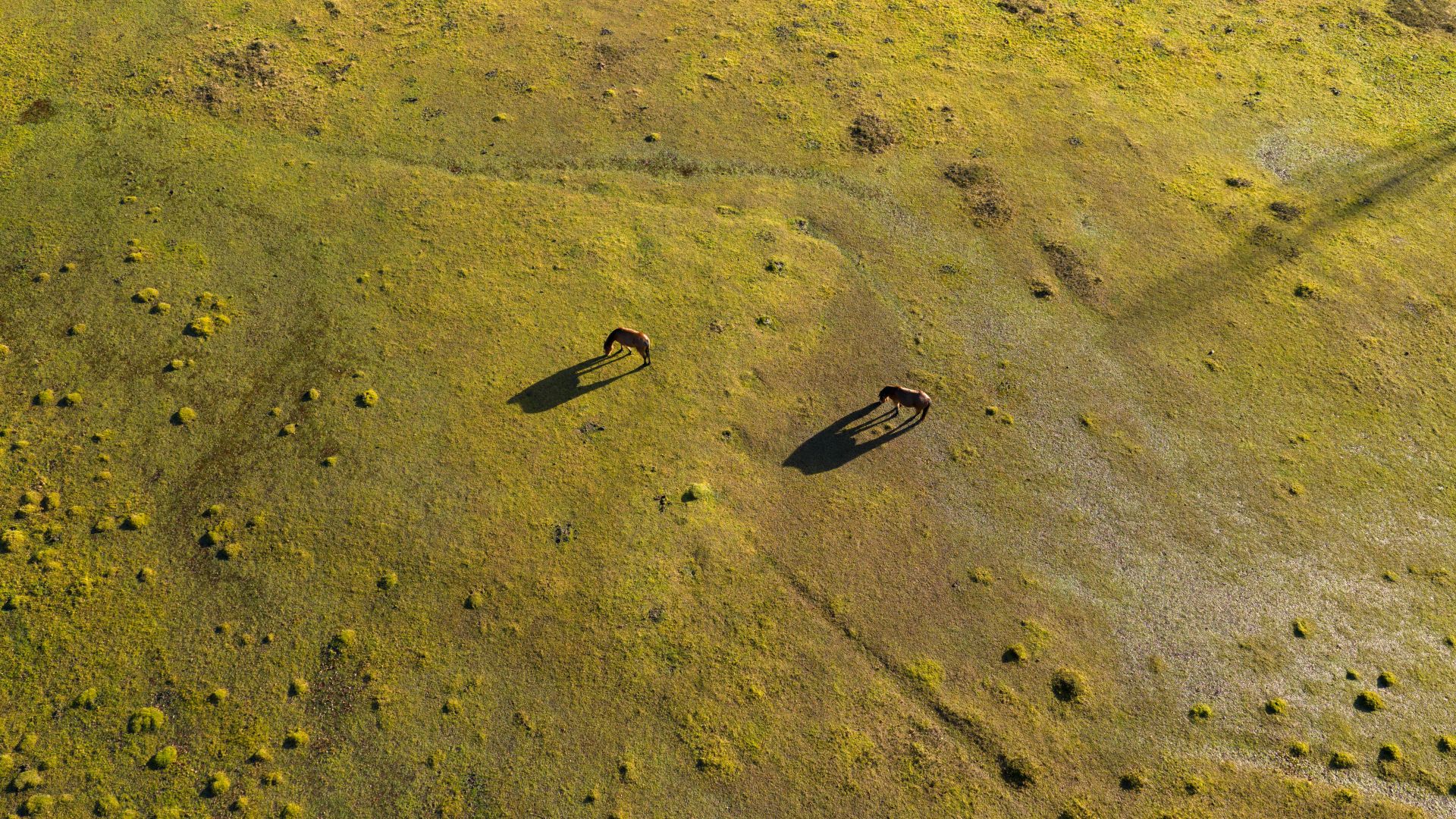 Two ponies grazing on vast grassland