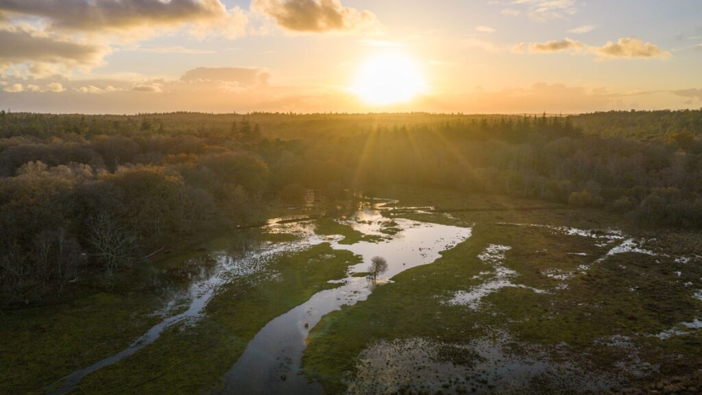 Sun shining over vast pools of water amid green trees