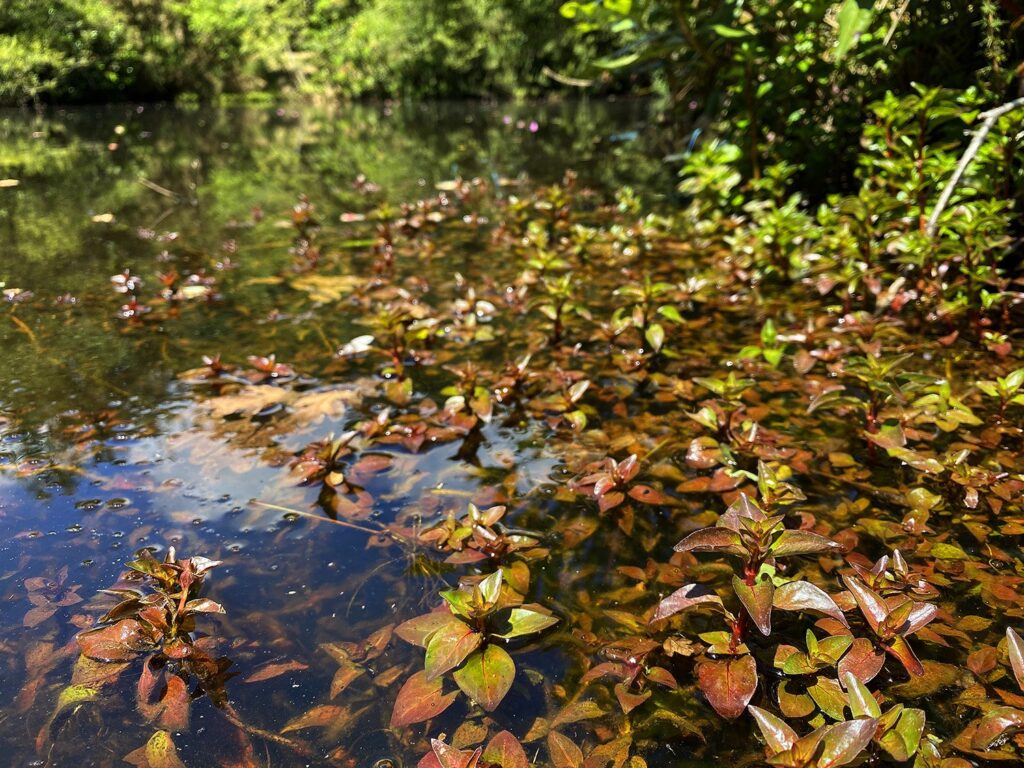 A dense area of leaves on a pond with hedges in the background