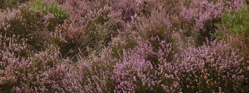 Heather-2-on-the-New-Forest-1024×384