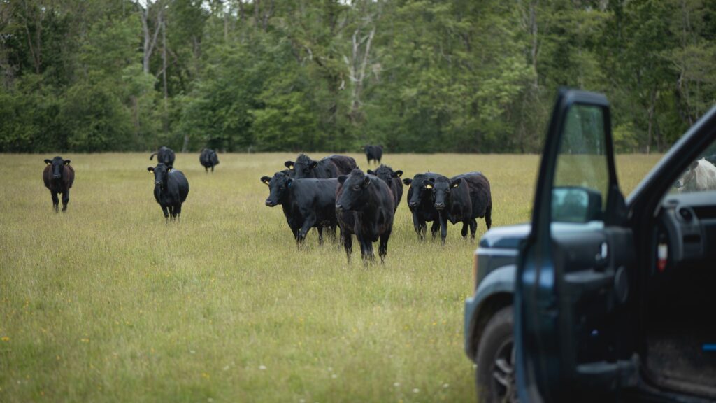 a group of black cows in a field with a vehicle in the foreground