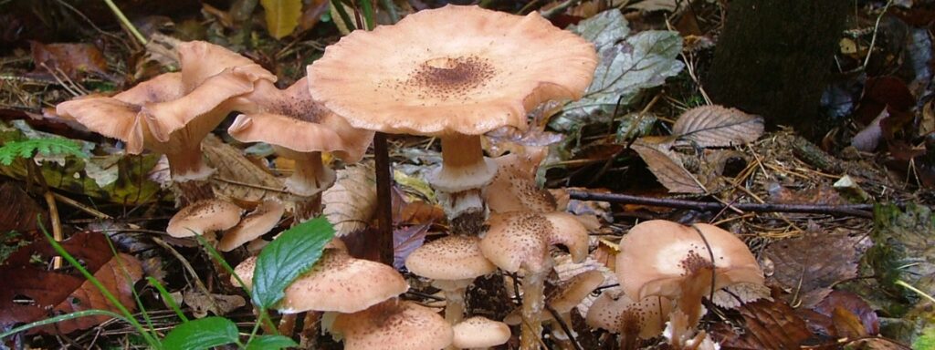 Honey-fungus-2-1920×720