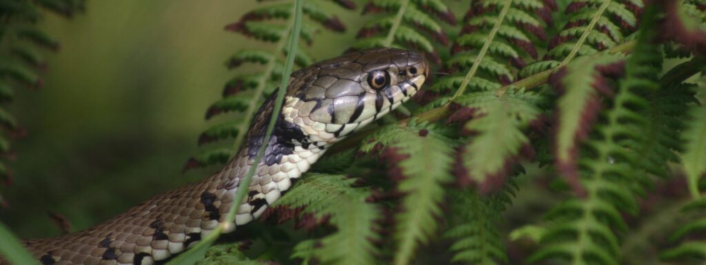 IMG_3187-Grass-Snake-1920×720