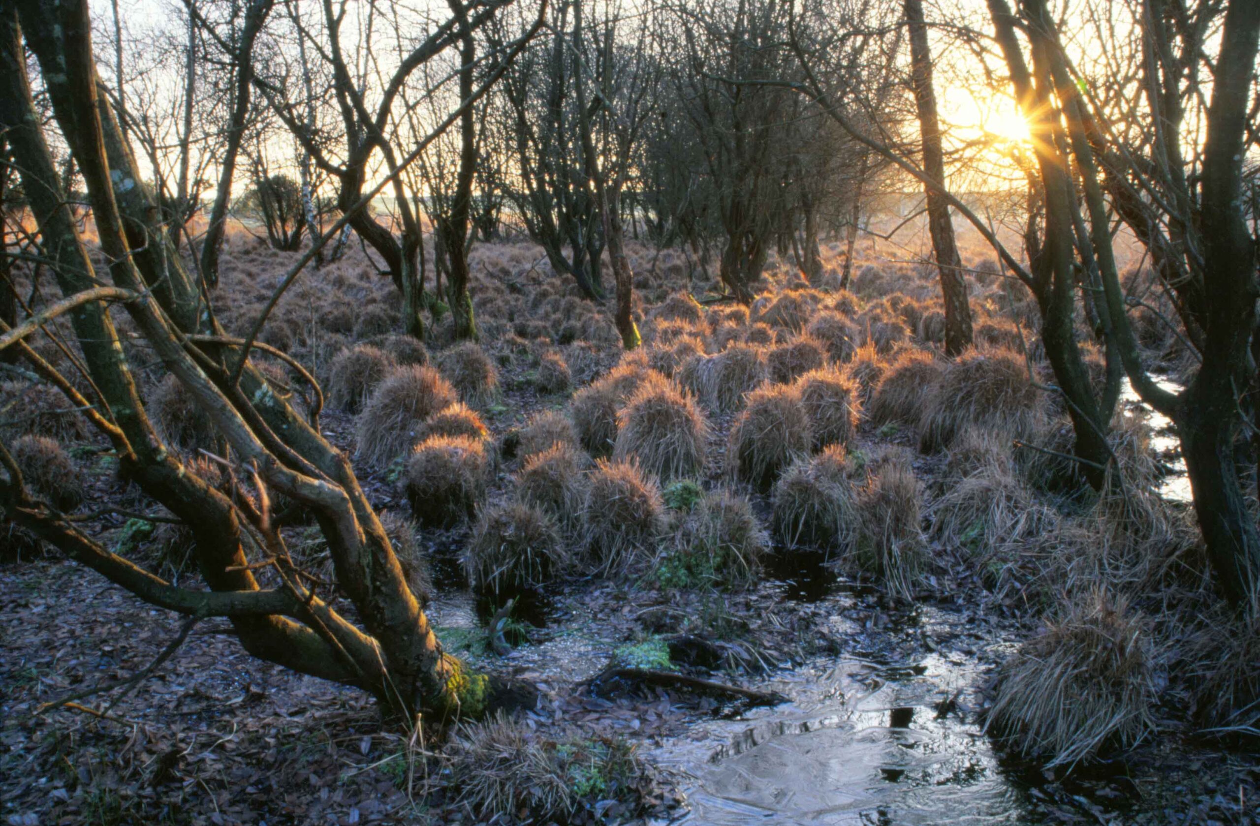 a bog in winter