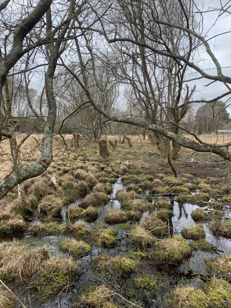 a bog with trees