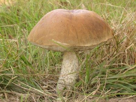 Leccinum_scabrumWEB