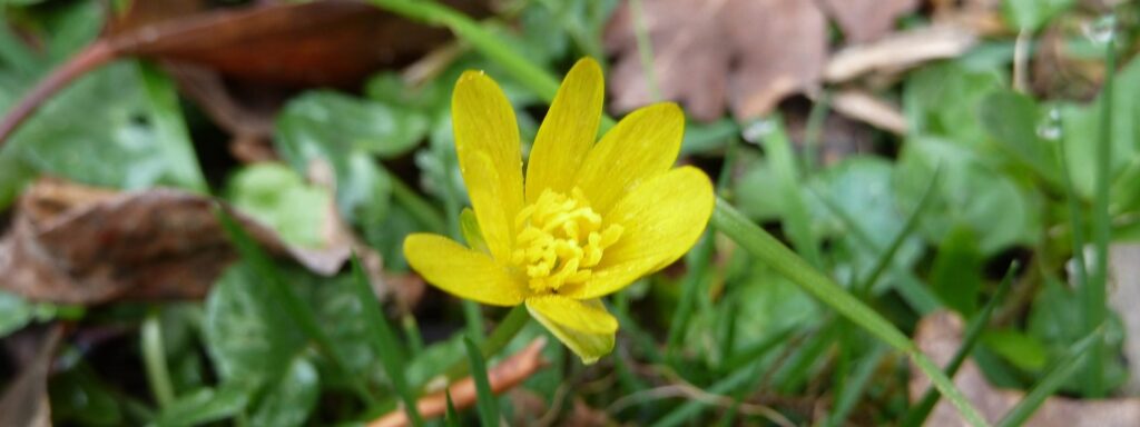 Lesser-Celandine-Wootton-Coppice-1920×720