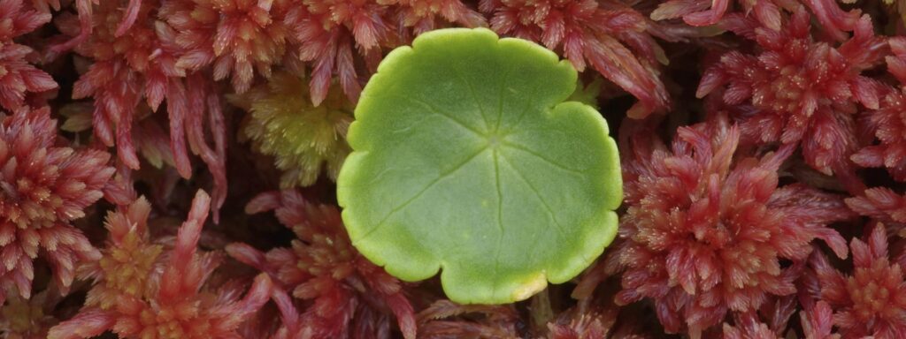 Marsh-Pennywort-crop-1920×720