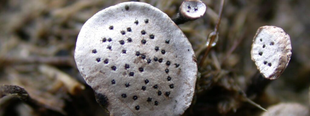 Nail-fungus-1920×720