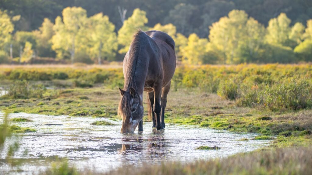 Pony drinking water from a large puddle with trees in the background