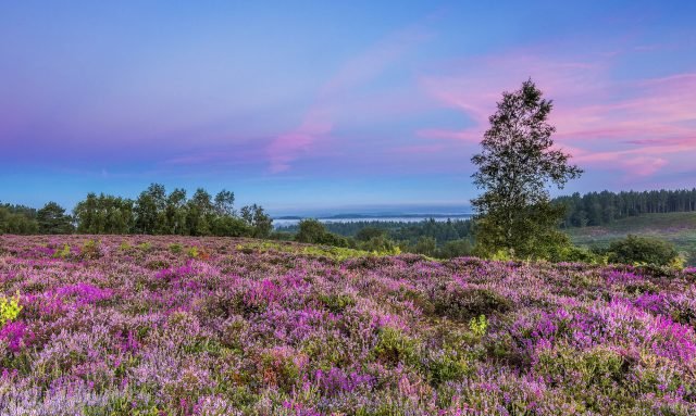New Forest heathland. Credit Go New Forest_The Hampshire Story