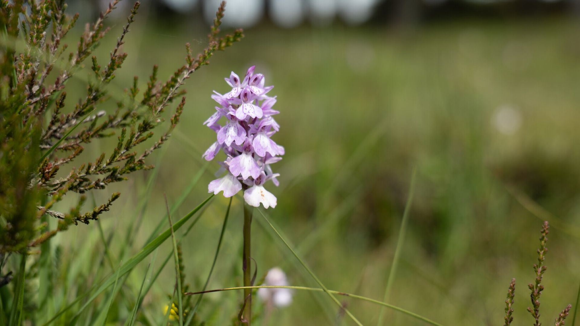 a purple orchid flower in grassland