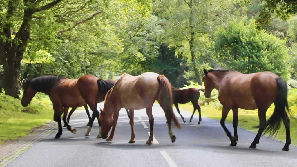 New Forest ponies crossing the road