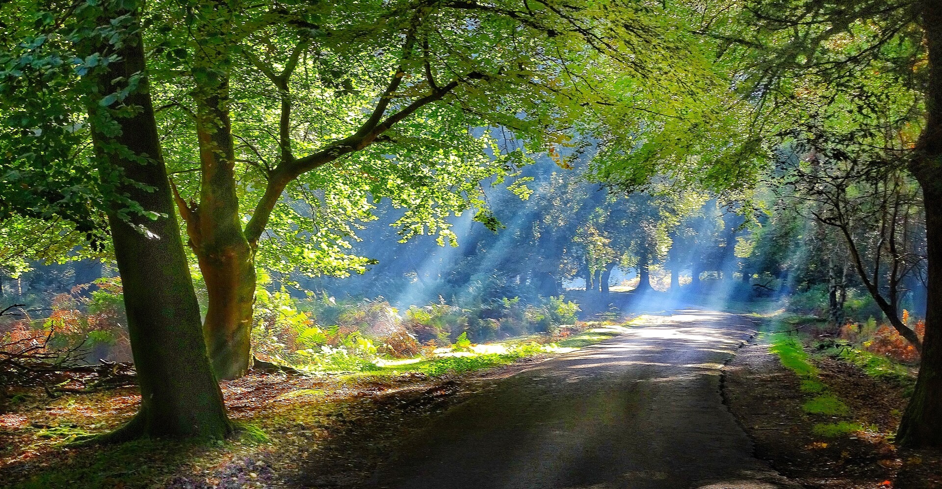 Sunlight through woodland