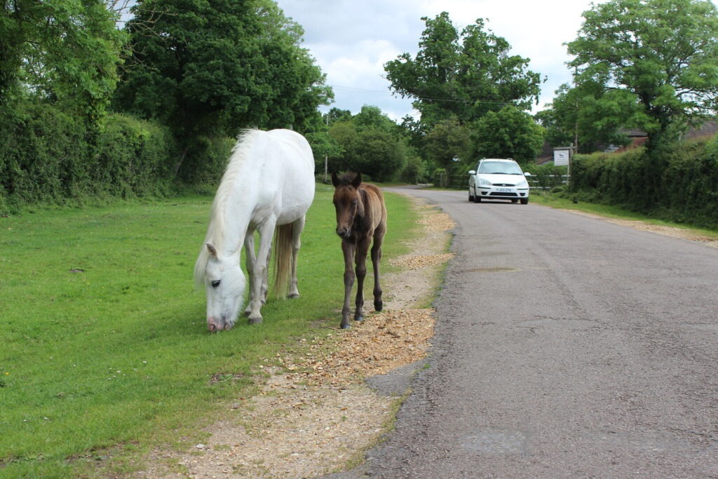 Pony and foal by roadside