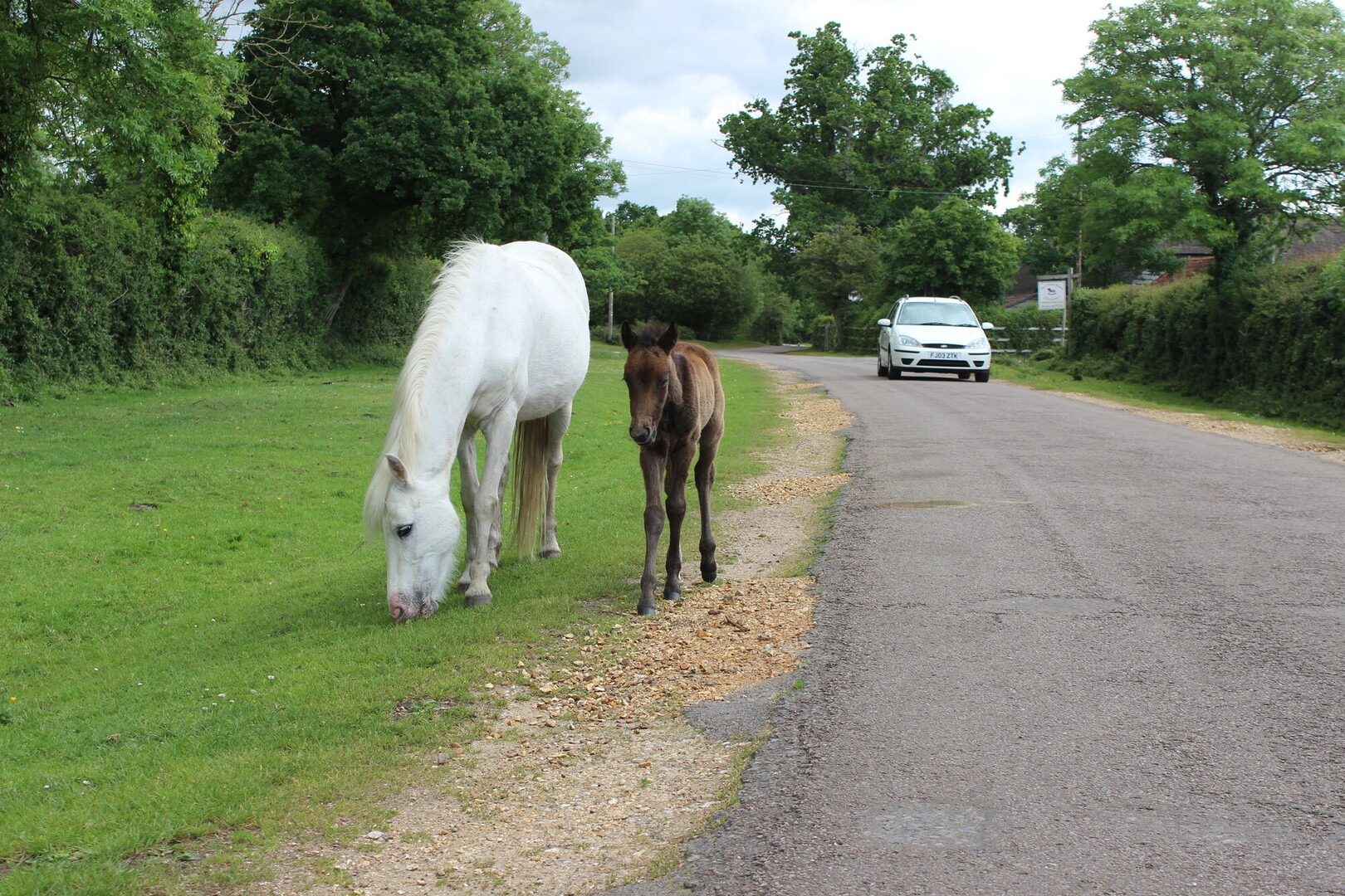 Pony and foal by roadside