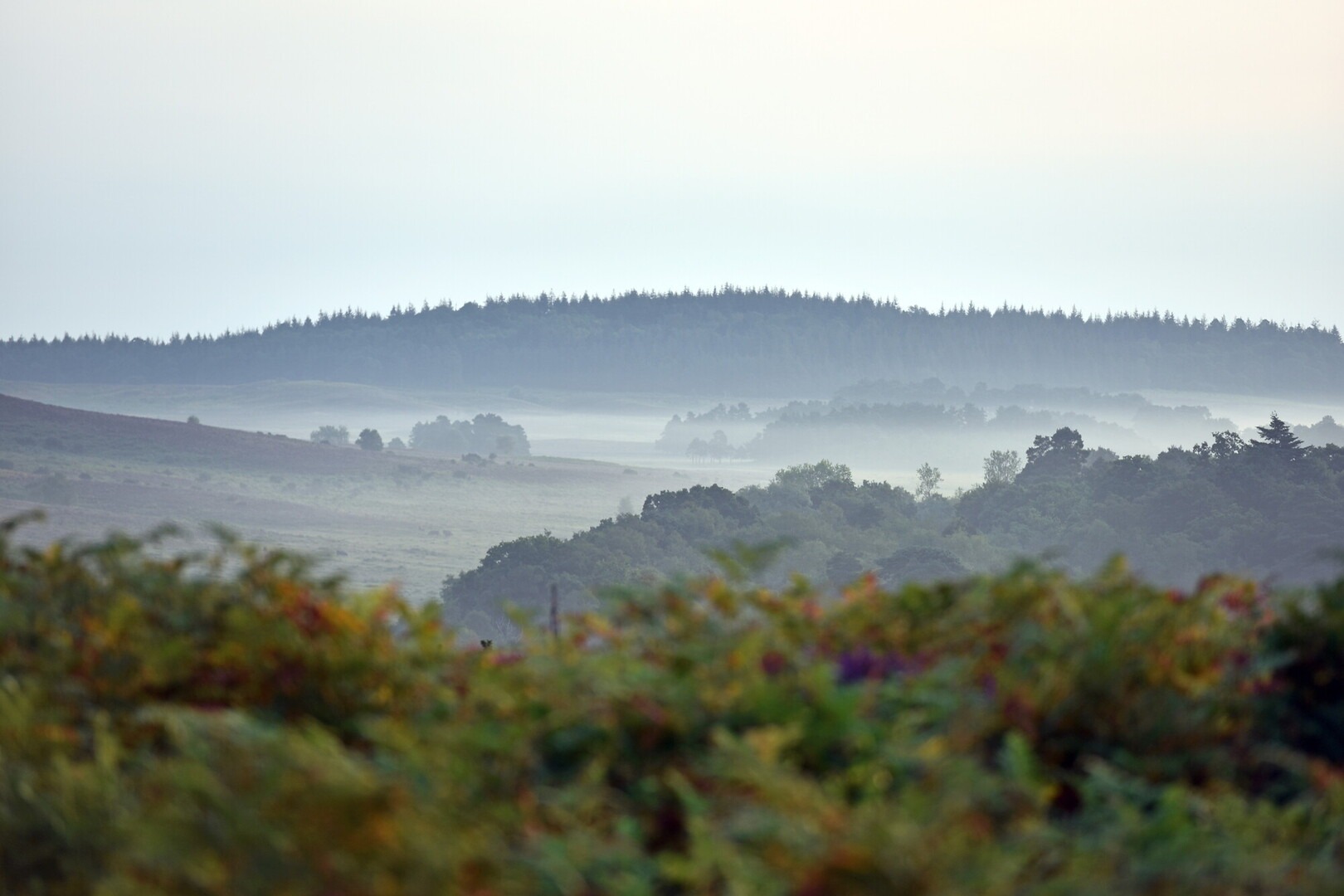 sunrise across heathland