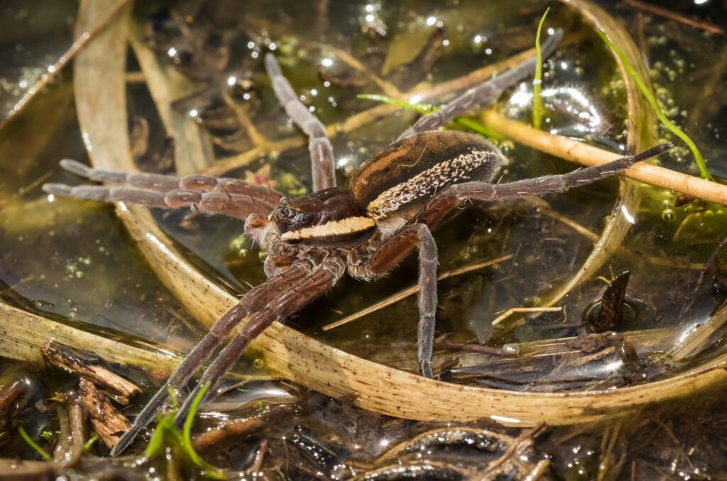 Raft-Spider-in-New-Forest-Anne-Richardson-1920×1271