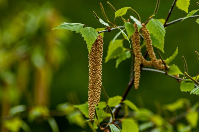 Silver-birch-catkin-640×426