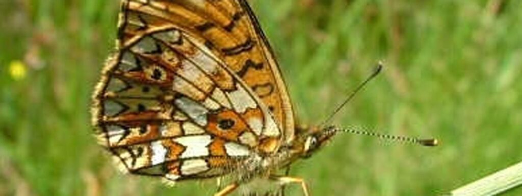Small-Pearl-bordered-Fritillary-by-Brian-Cox-1920×720