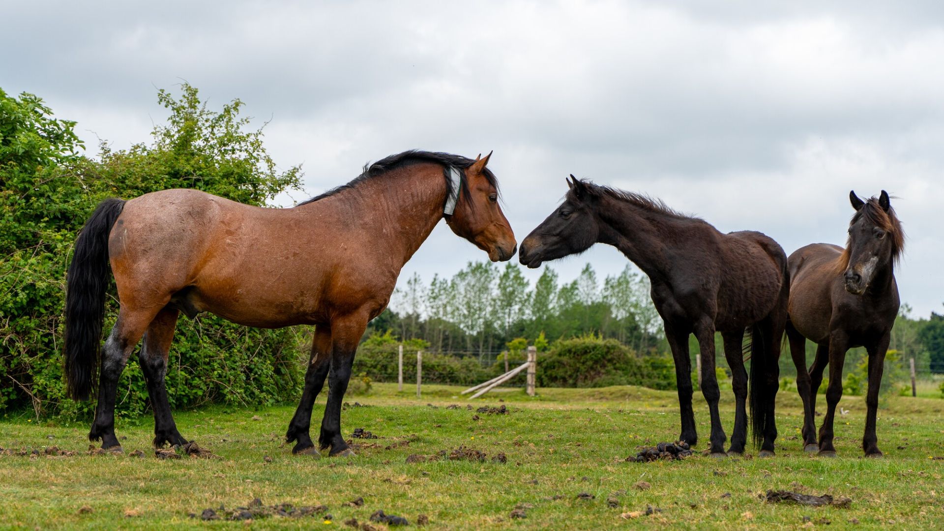 a stallion sniffing a mare's nose