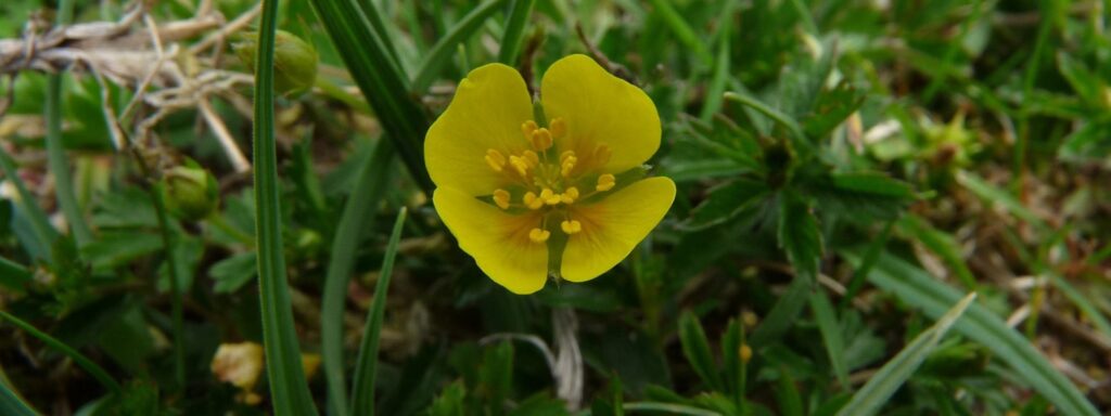 Tormentil-flower-1920×720