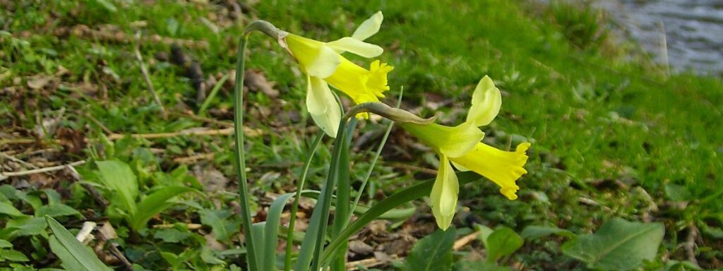 Wild-Daffodils-at-North-Poulner-3-1920×720