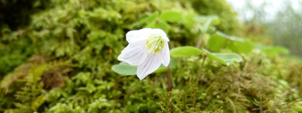 Wood-sorrel-Wootton-Coppice-1920×720
