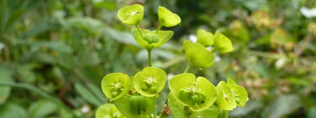 Wood-spurge-Wootton-Coppice-01-07-11-1920×720