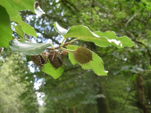 beech-mast-640×479