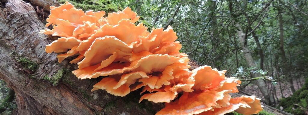 chicken-in-woods-2-1920×720