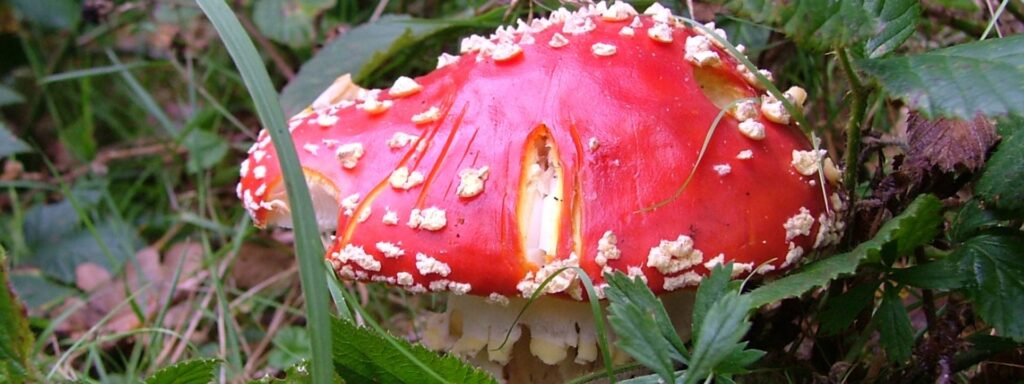 fly-agaric-1920×720