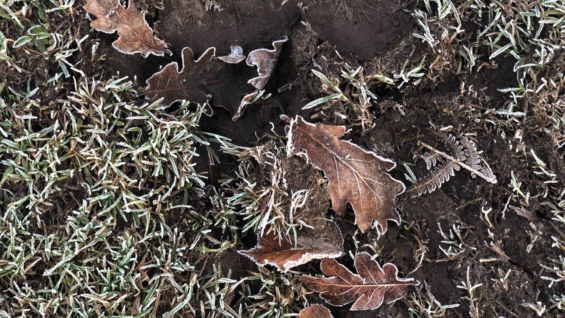 frosty oak leaves