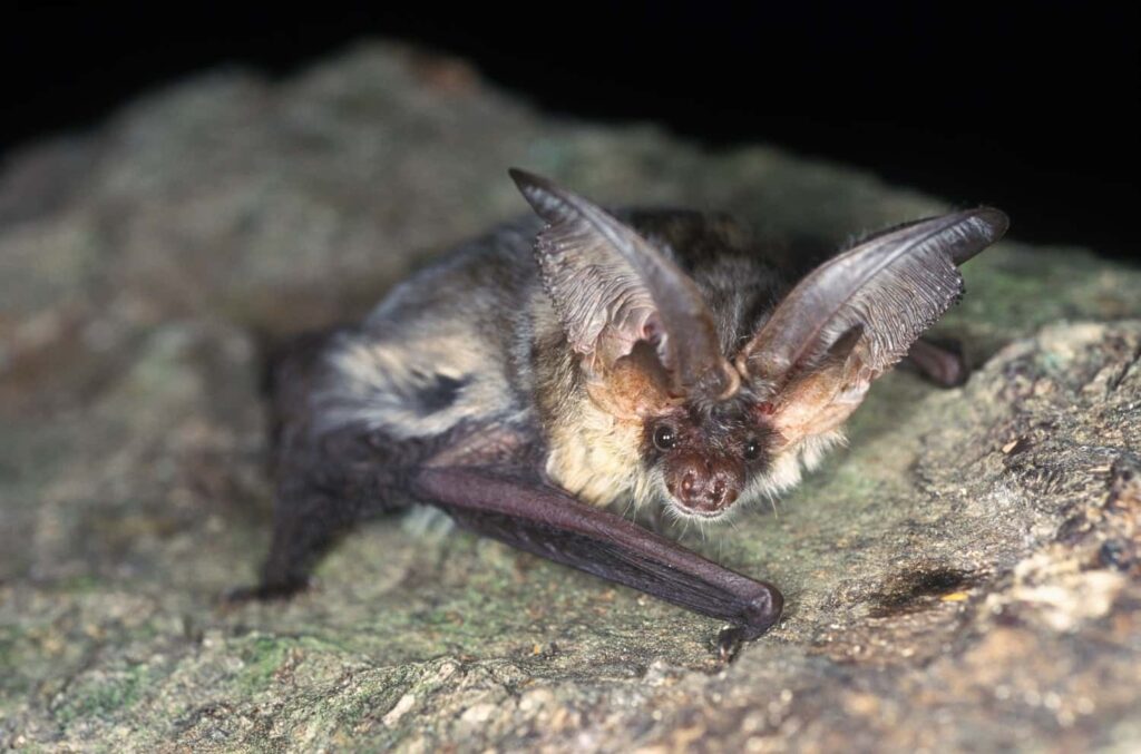 imgi_157_Grey-Long-eared-Bat-Hugh-Clark-FRPS