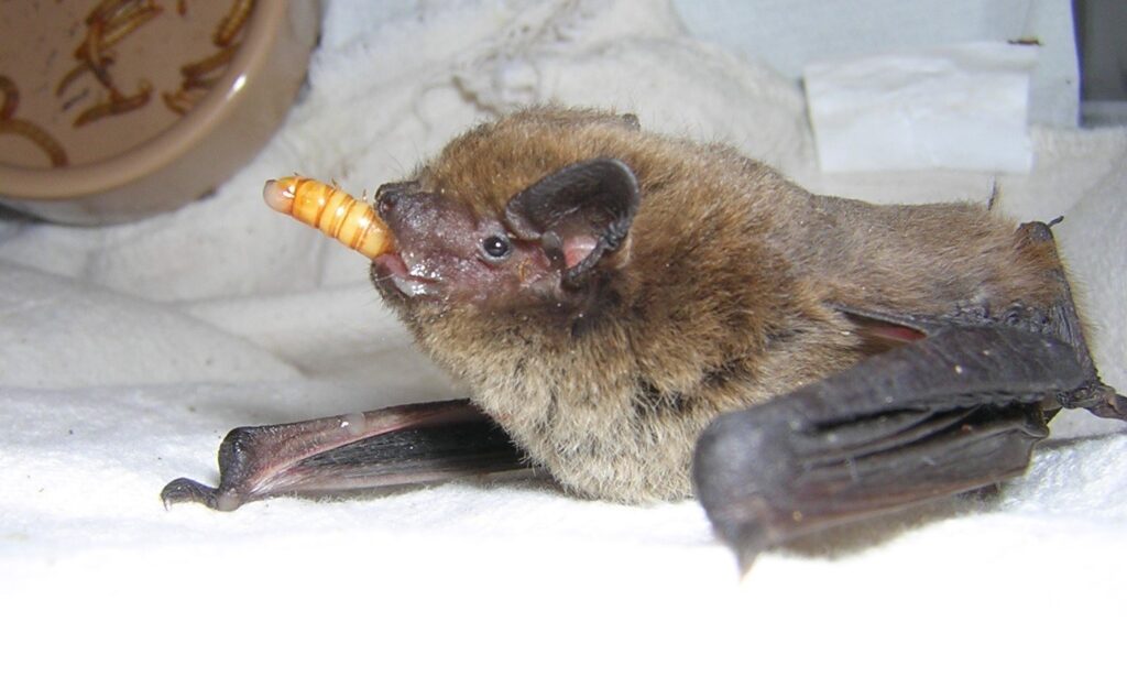 imgi_157_Nathusius-Bat-Amanda-Millar-crop