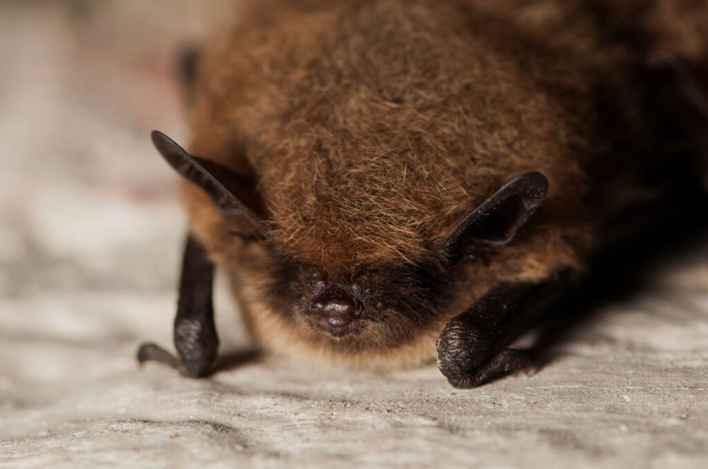 imgi_157_Whiskered-bat-shutterstock-image