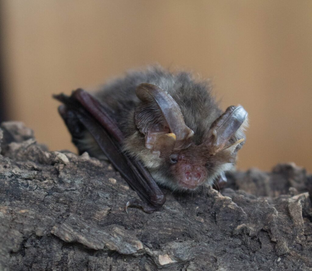 imgi_158_Brown-Long-eared-Bat-Clementine-Pointer-cropped-1920×1667