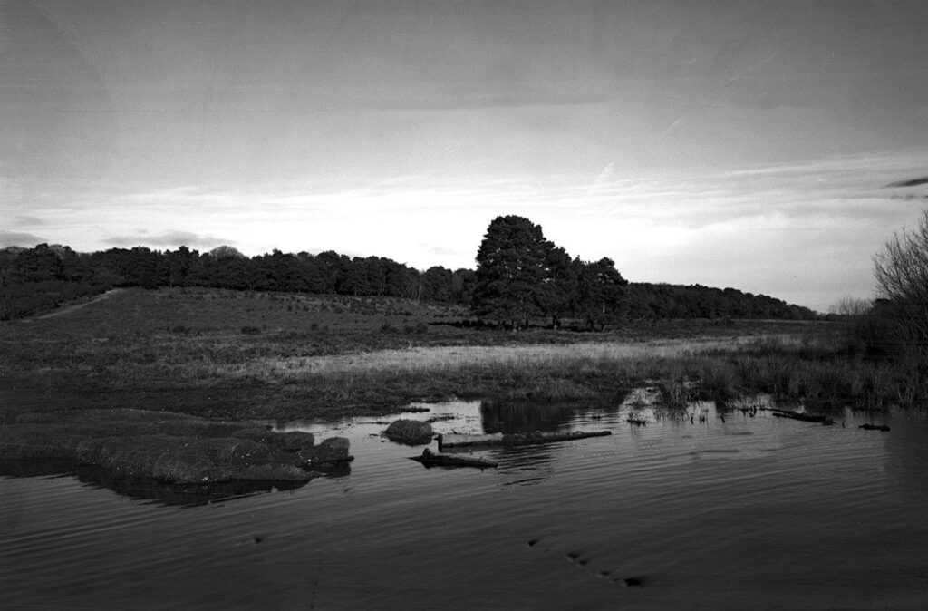 Black and white photo of the New Forest