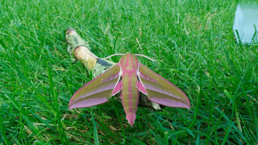 Elephant Hawk Moth