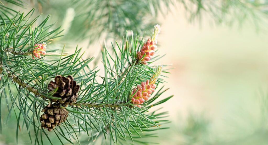 scots-pine-close-up-1920×1038