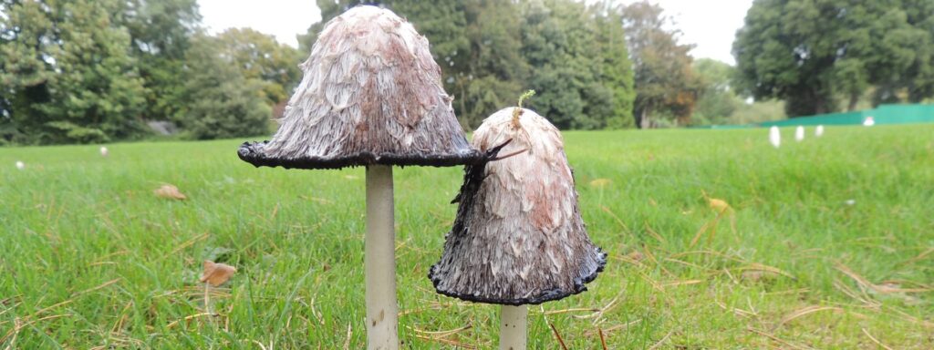 shaggy-ink-cap-1920×720