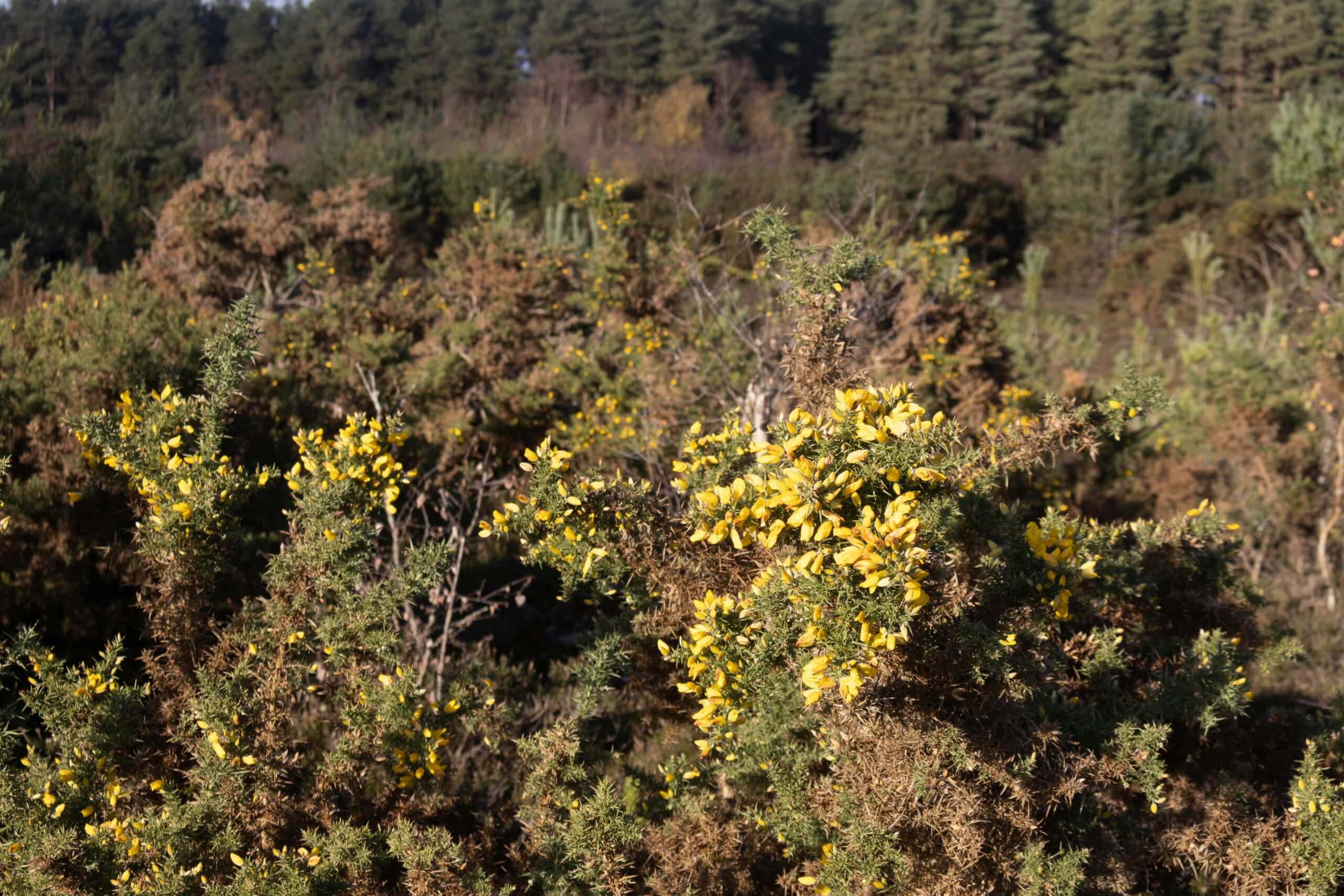 tanya-barrow-v4NfQhPMMaA-unsplash