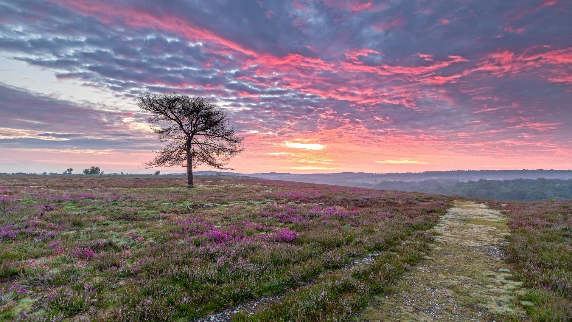 A lone tree in purple heather at sunrise