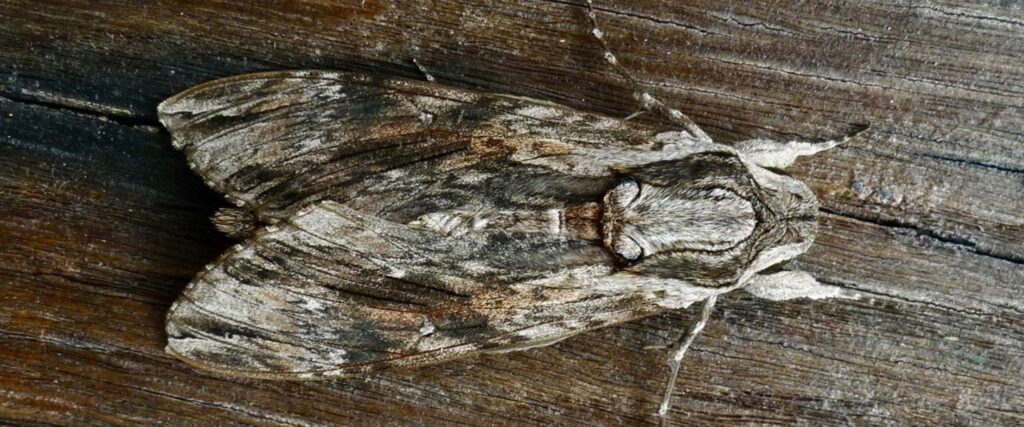 web-Pine-Hawk-Moth-CP