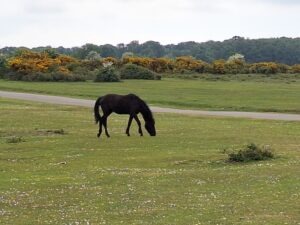 A pony grazing on grass with bushes in the background