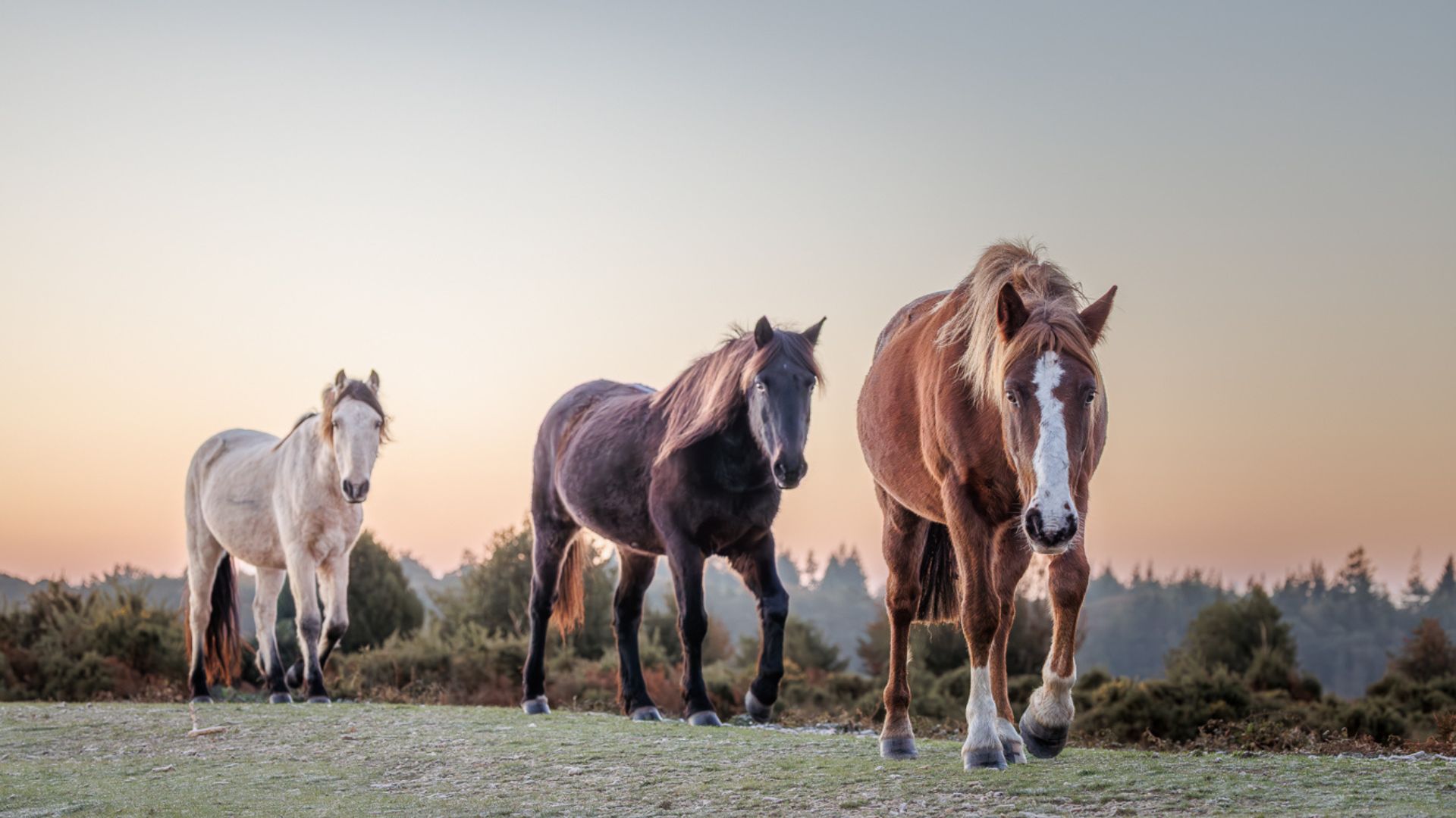 Three New Forest ponies walking across heathland at sunset, with a chestnut pony in the foreground and two behind
