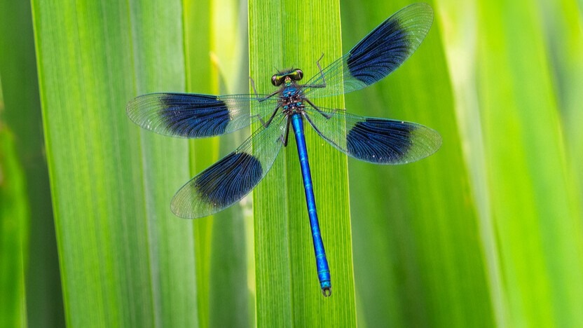 Banded demoiselle damselfly with metallic blue body and dark wing patches perched on green reed
