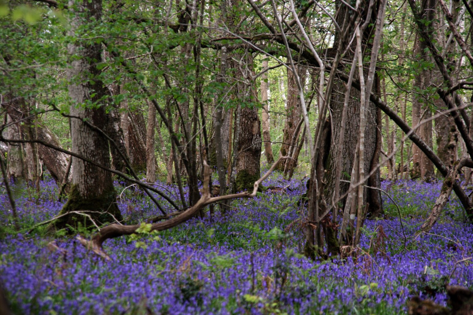 Walk Buckland Rings Buckland Rings - New Forest National Park
