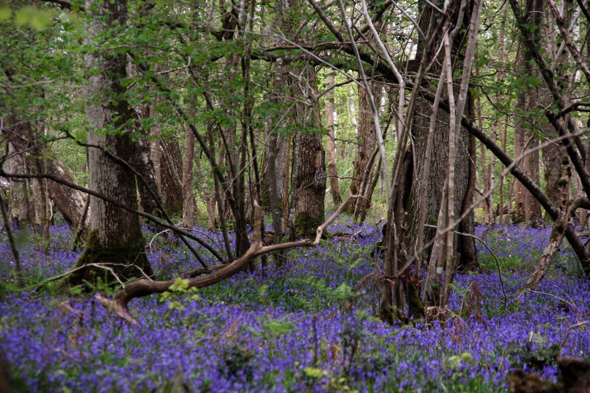 Buckland Rings Buckland Rings - New Forest National Park
