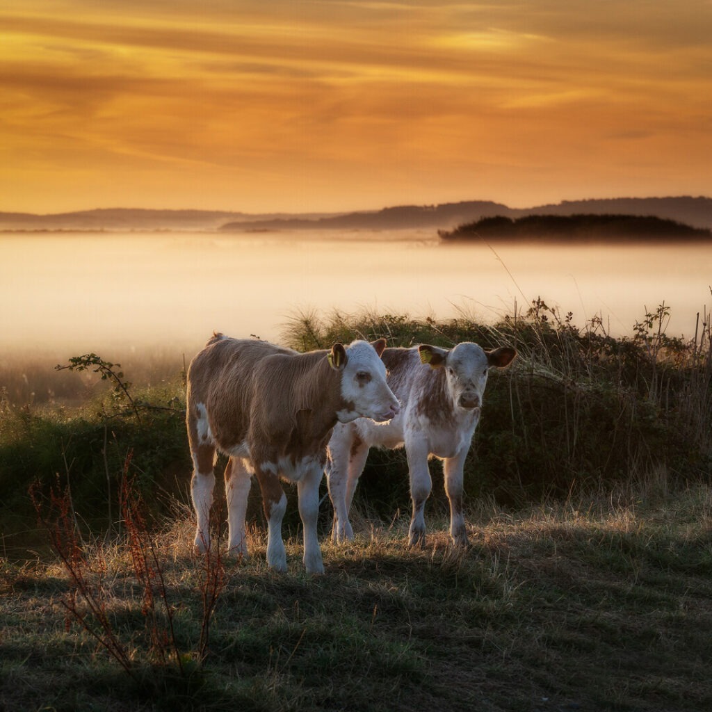 Two calves caught in morning light